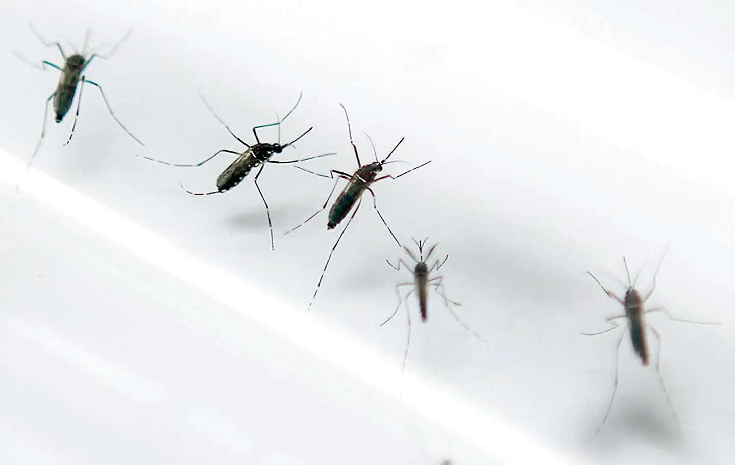 ARKIV. (Foto: PATRICE COPPEE/Scanpix 2016)