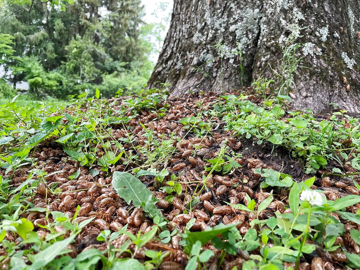 Cicada husks pile up below a tree in Princeton, New Jersey, U.S., June 2, 2021. REUTERS/Joseph Ax
