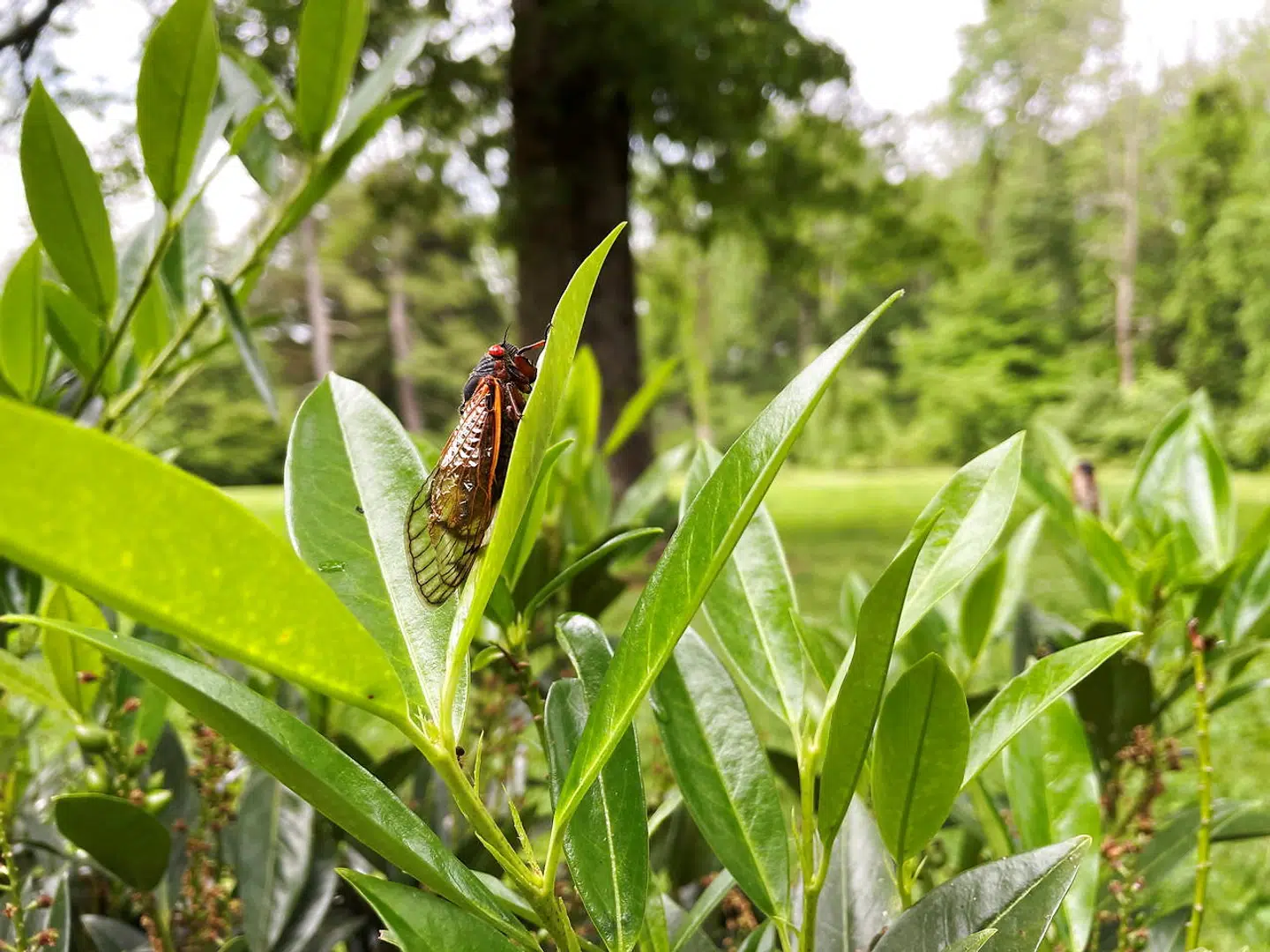 A Brood X cicada perches on a leaf in Princeton, New Jersey, U.S., June 2, 2021. REUTERS/Joseph Ax