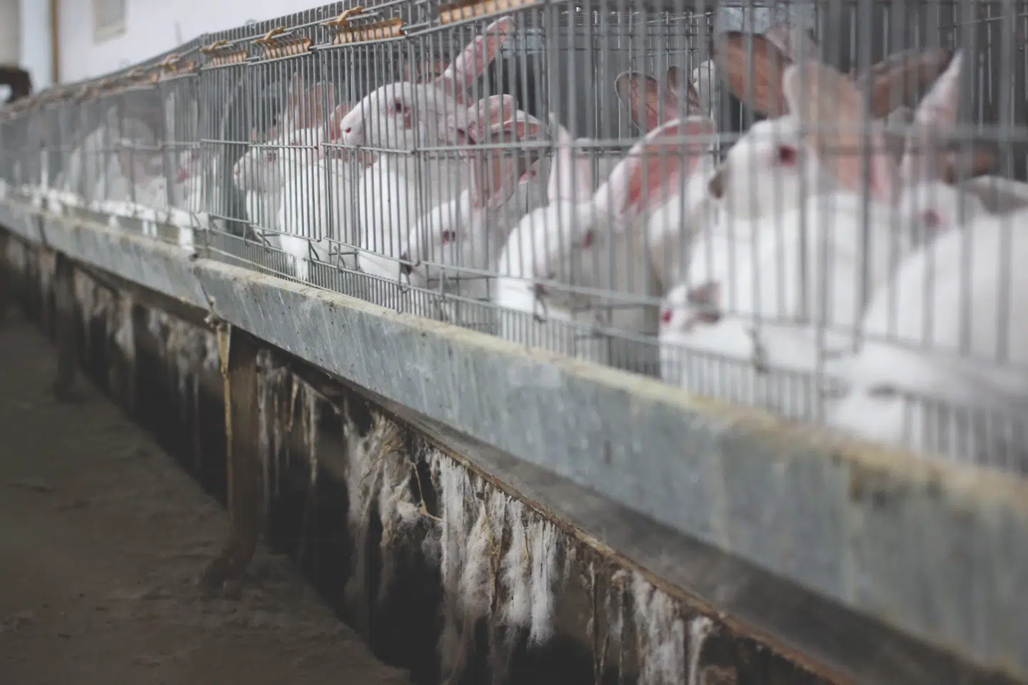 Her ses burkaniner i Polen.