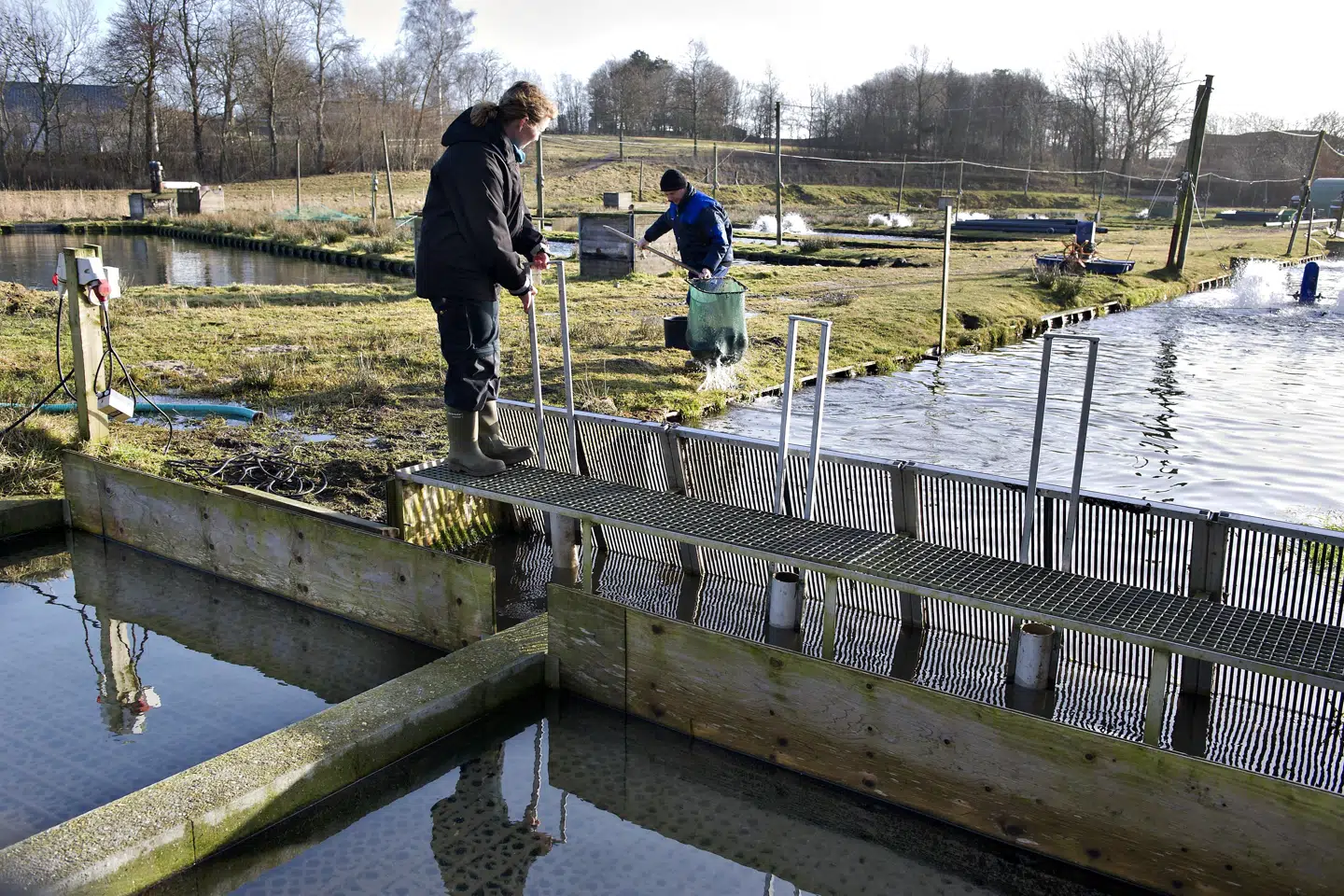 Det fjerde danske dambrug er blevet ramt af fiskesygdommen IHN. (Arkivfoto) Henning Bagger/Ritzau Scanpix
