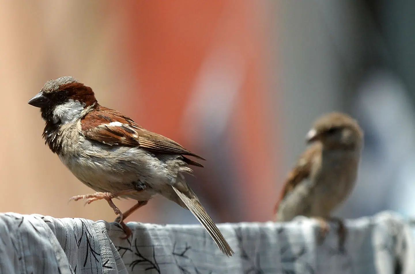 Forskning har vist, at hannens sorte hageplet for gråspurve er et statussymbol af stor betydning. Jo større hageplet, jo mere kampstyrke, succes hos hunnerne og bedre immunforsvar.