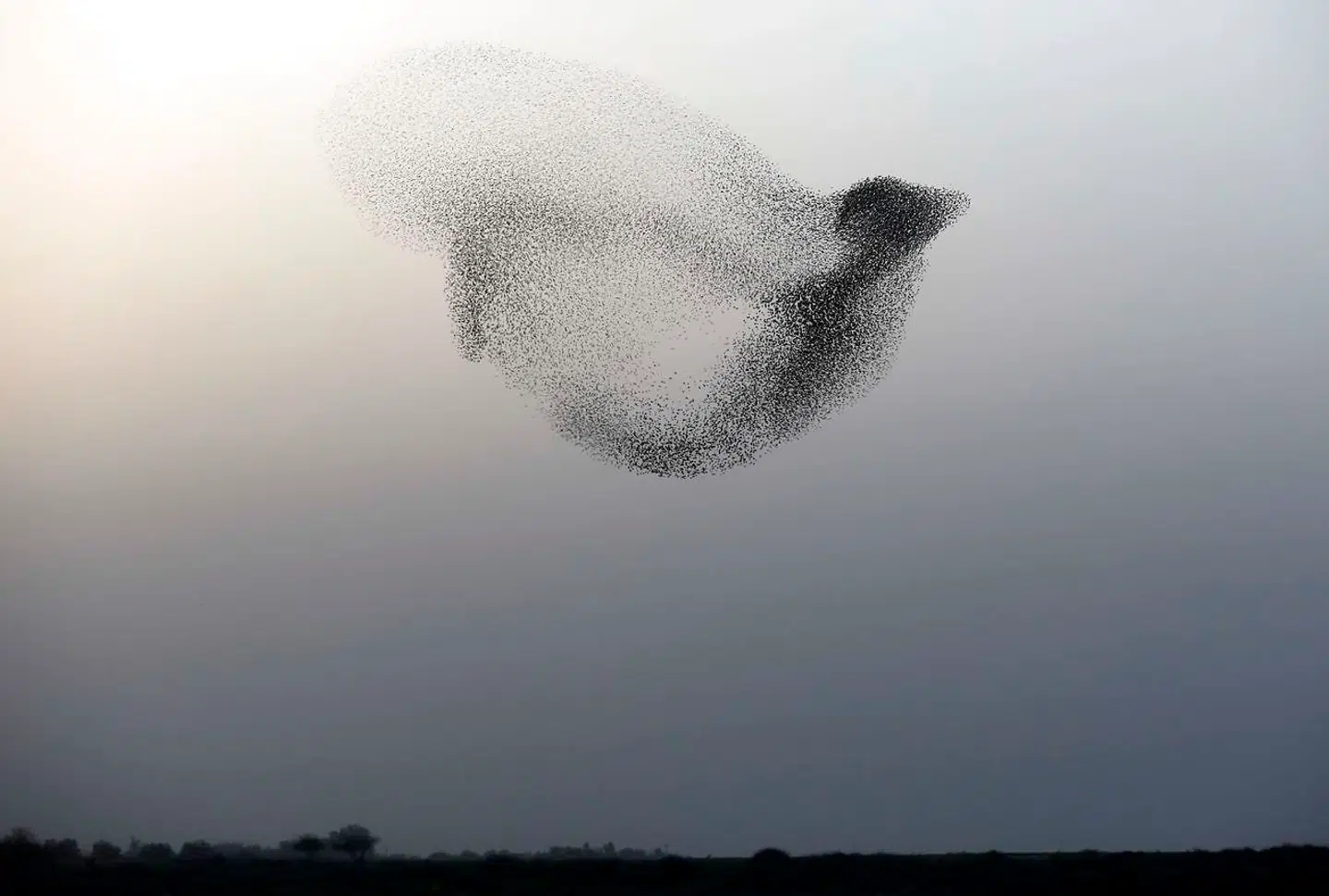 Både forår og efterår kan tusindvis af stære ses i fantastiske formationer, som gør det svært for en angribende rovfugl at fokusere på den enkelte stær. Her en fugleformation fra Israel.