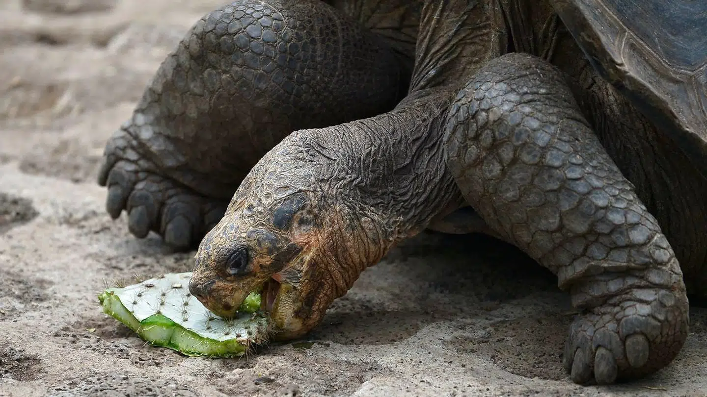 En kæmpeskildpadde har meldt sin ankomst, efter man troede, arten var uddød.