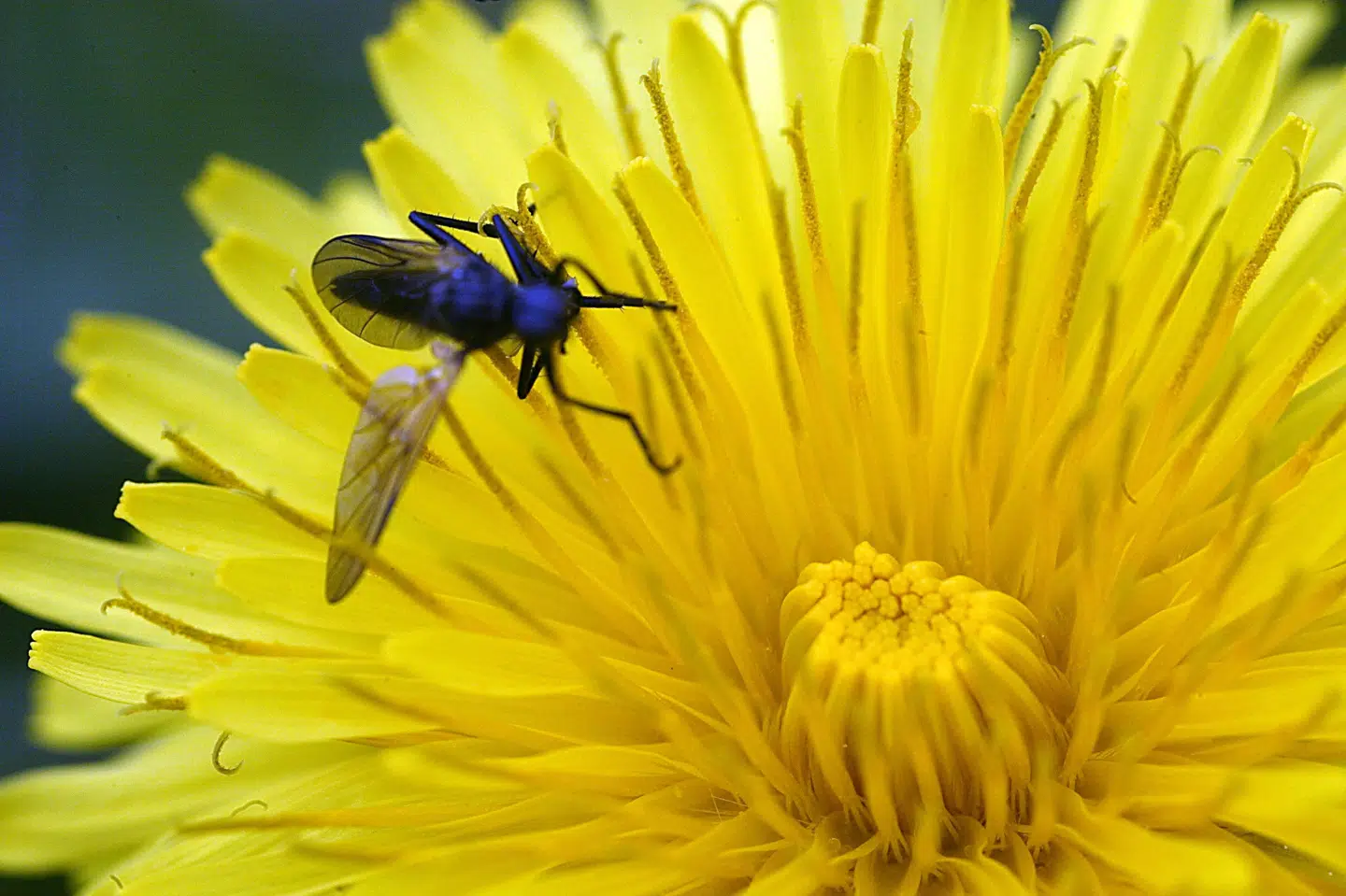 - Den alarmerende tilbagegang for insekter, som bestøver vores afgrøder og vilde planter, udgør en risiko for fødevaresikkerheden og truer vores overlevelse og naturen som helhed, siger EU's miljøkommissær Virginijus Sinkevicius. Bjarke ørsted/Ritzau Scanpix