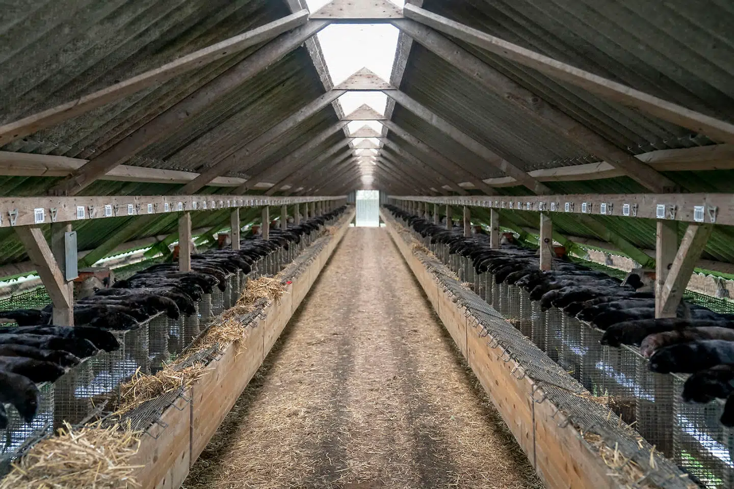 Regeringens beslutning om at aflive alle danske mink har været yderst kontroversiel. Først var der problemer med lovhjemmel og siden har der været massiv debat om hele grundlaget for at træffe den vidtrækkende beslutning.