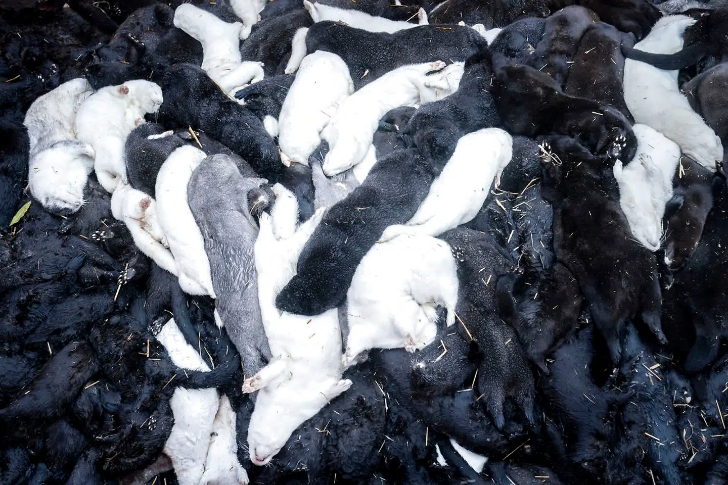 Sammen med sin kone, afliver Dan sine raske mink. Hans gård ved Farsø i Nordjylland ligger nemlig 5, 5 kilometer fra en anden pelsfarm, som har registreret coronasmitte i bestanden.