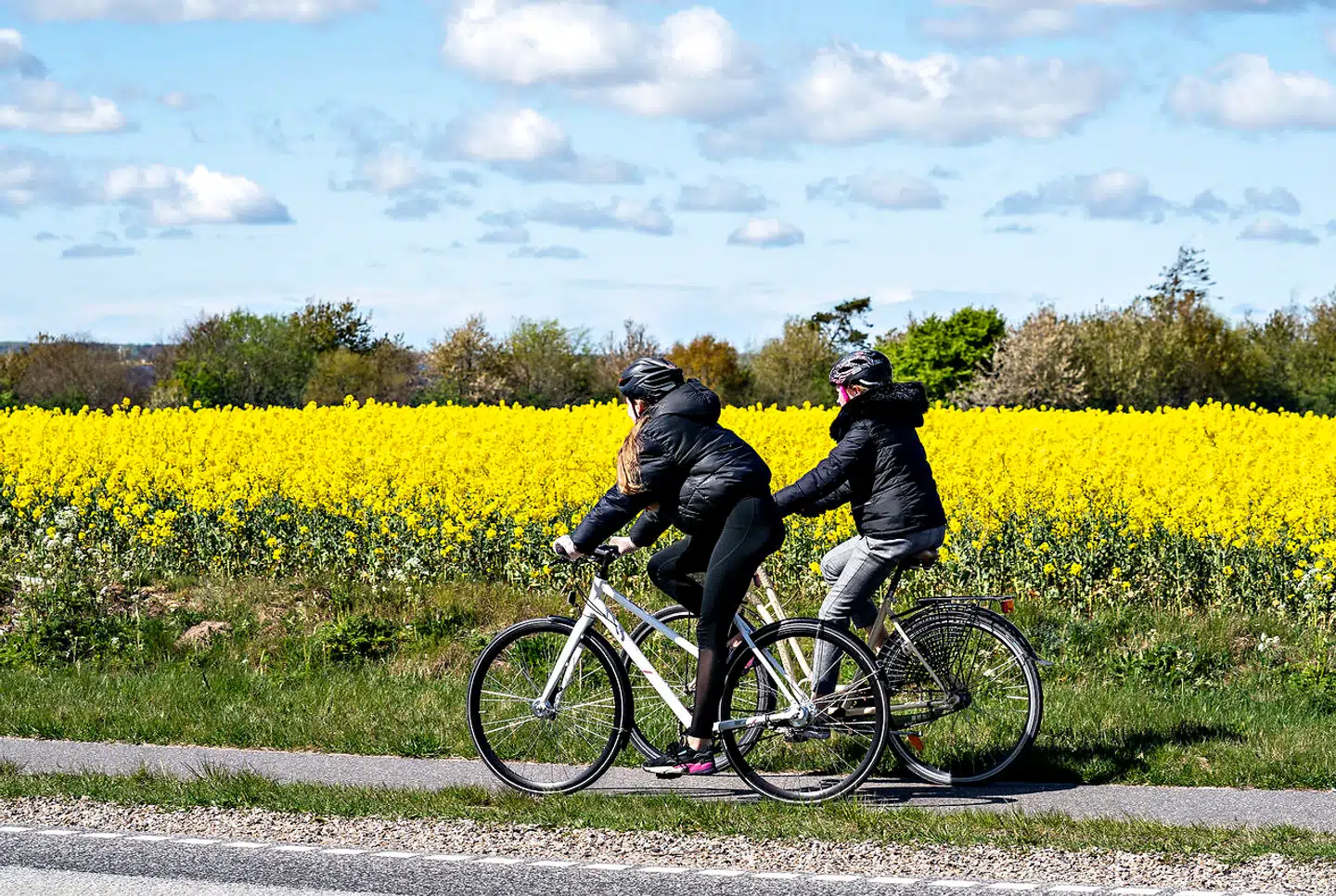 Gule blomstrede rapsmarker i Himmerland, 4. maj 2020. Raps dyrkes på grund af de olieholdige frø, der bruges til rapsolie.. (Foto: Henning Bagger/Ritzau Scanpix)