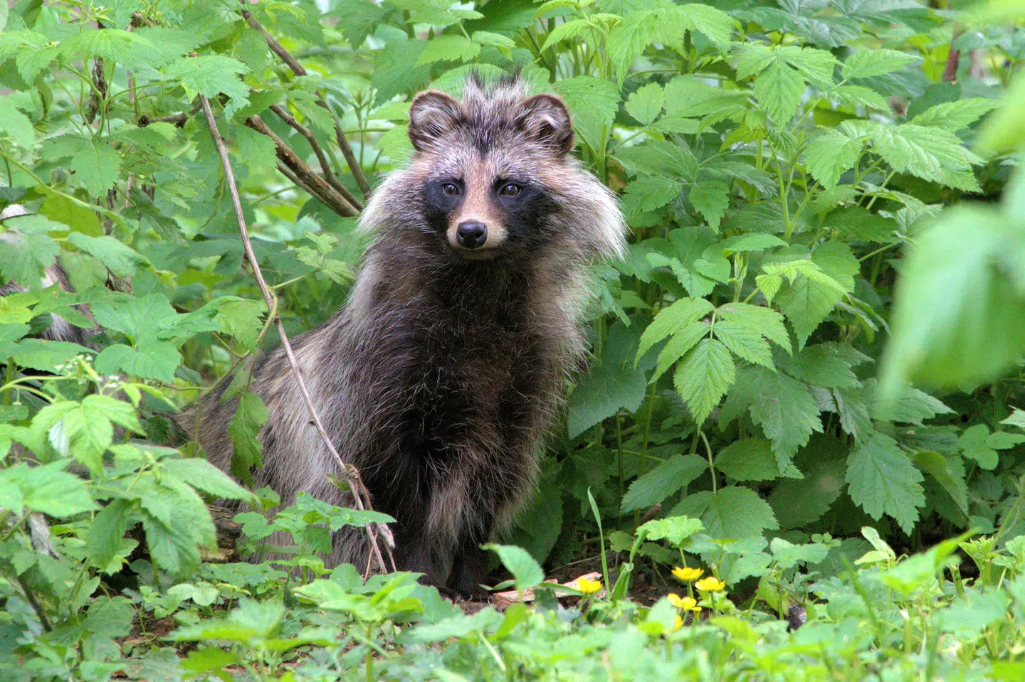 Vi skal have endnu flere jægere uddannet til at bekæmpe mårhunde, lyder det fra formanden for Danmarks Jægerforbund. Mårhunden er en invasiv art, der ifølge Miljøstyrelsen enten er hentet hertil eller indvandret fra andre lande. (Arkivfoto). Steen Agger/Ritzau Scanpix