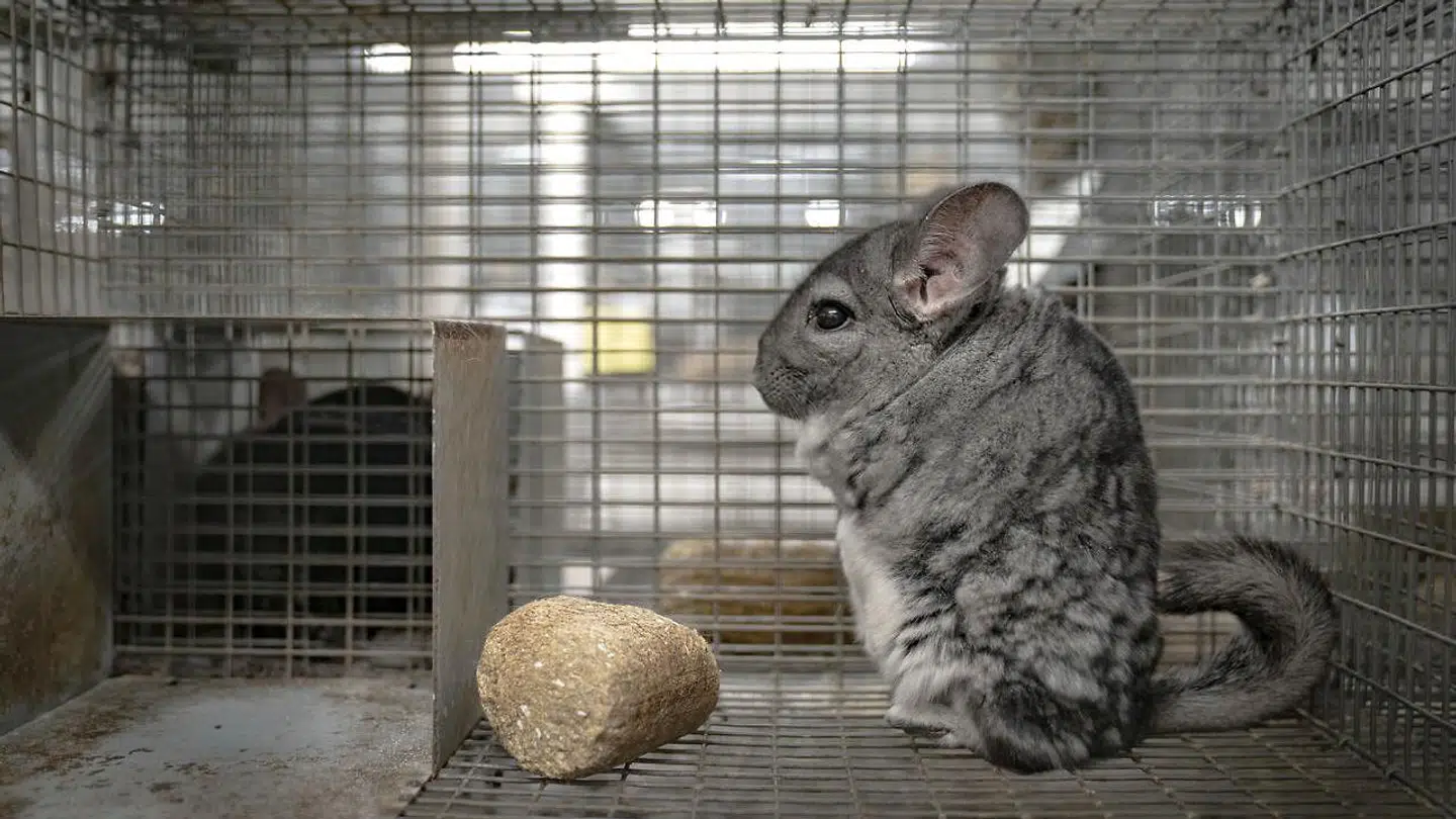 Chinchilla i bur på chinchilla-farmen Rosemosegård ved Kalundborg fredag 4. december 2020.