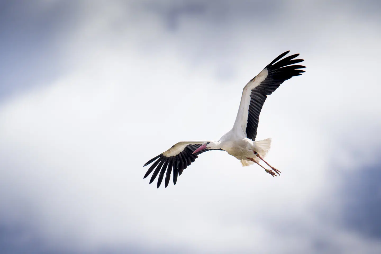Tre ud af fem storkeæg er klækket, og de første storkeunger er kommet til verden i en storkerede i Smedager i Sønderjylland. (Arkivfoto) Mads Claus Rasmussen/Ritzau Scanpix