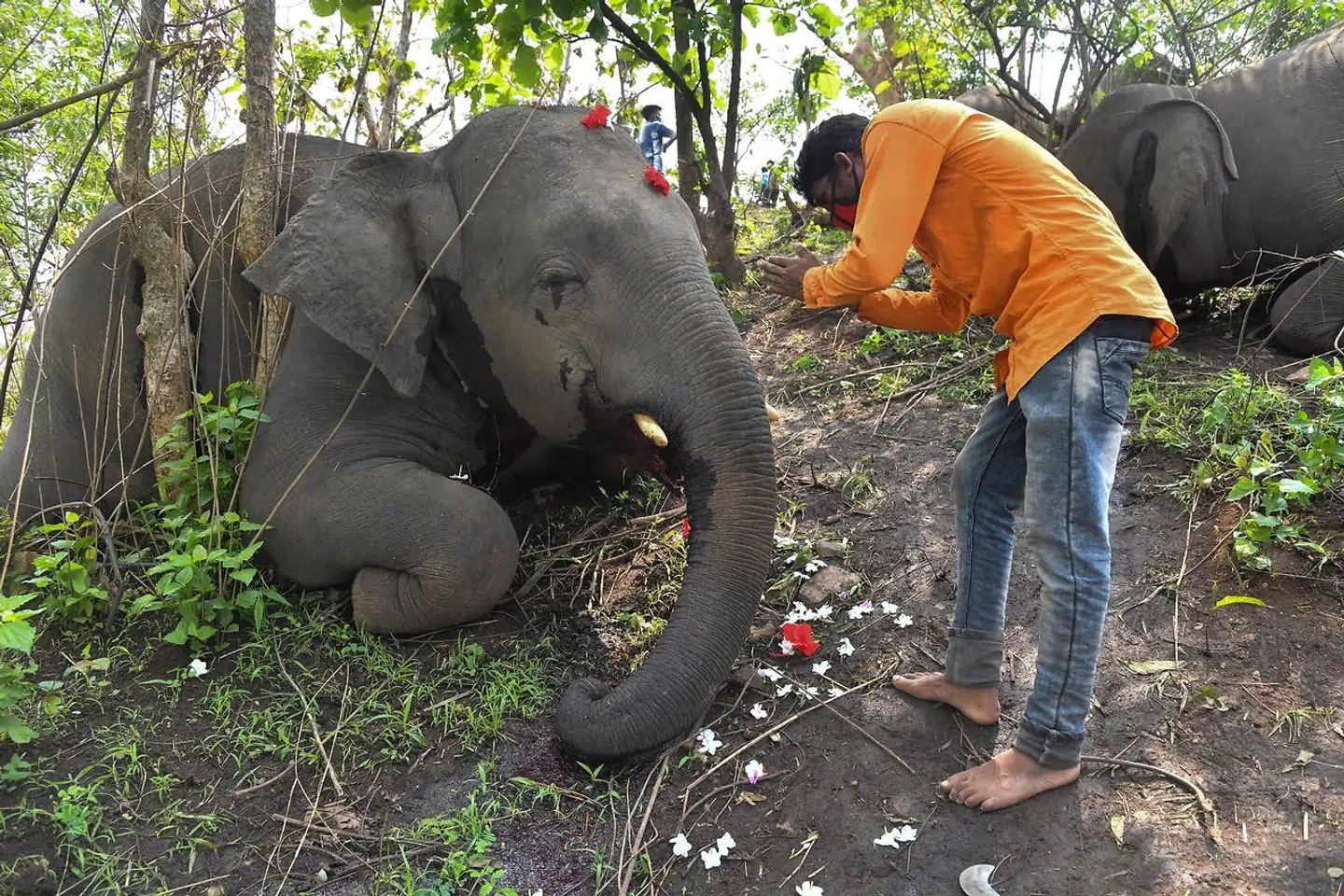 En landsbybeboer beder foran en død elefant i Assams Nagaon-distrikt.