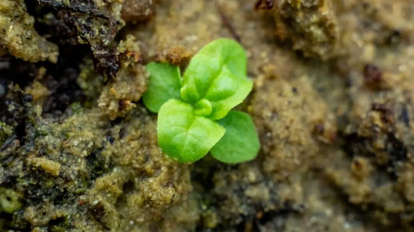 Planten Verbascum blattaria blomstrer på ny efter at have været gemt væk i en flaske i 142 år, som et led i et af de ældste eksperimenter i verden.
