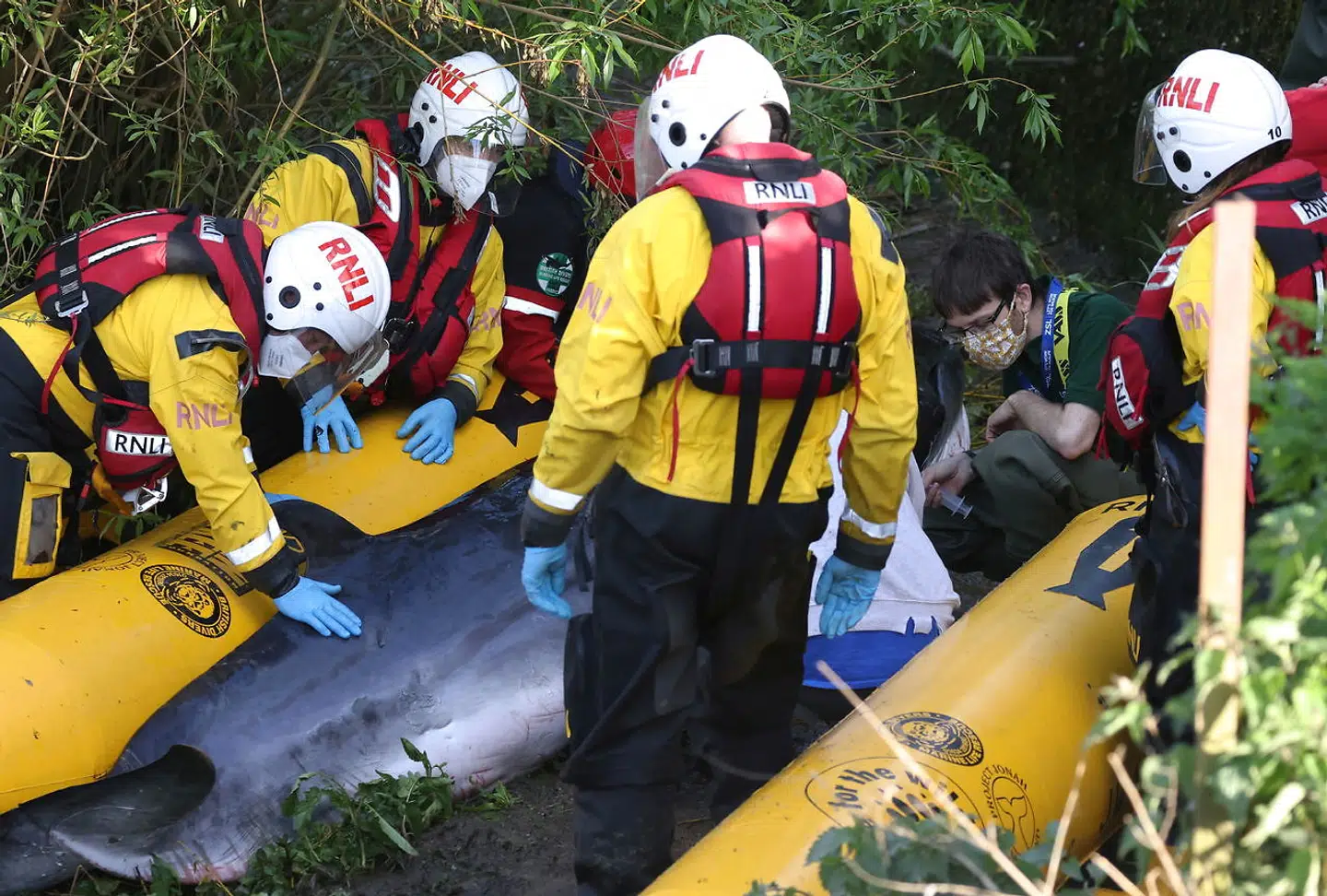 En flok er ved at aflive vågehvalungen, der er strandet i London.
