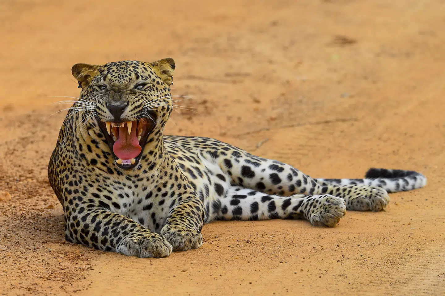 Leopard i Yalas Nationalpark i Sri Lanka.