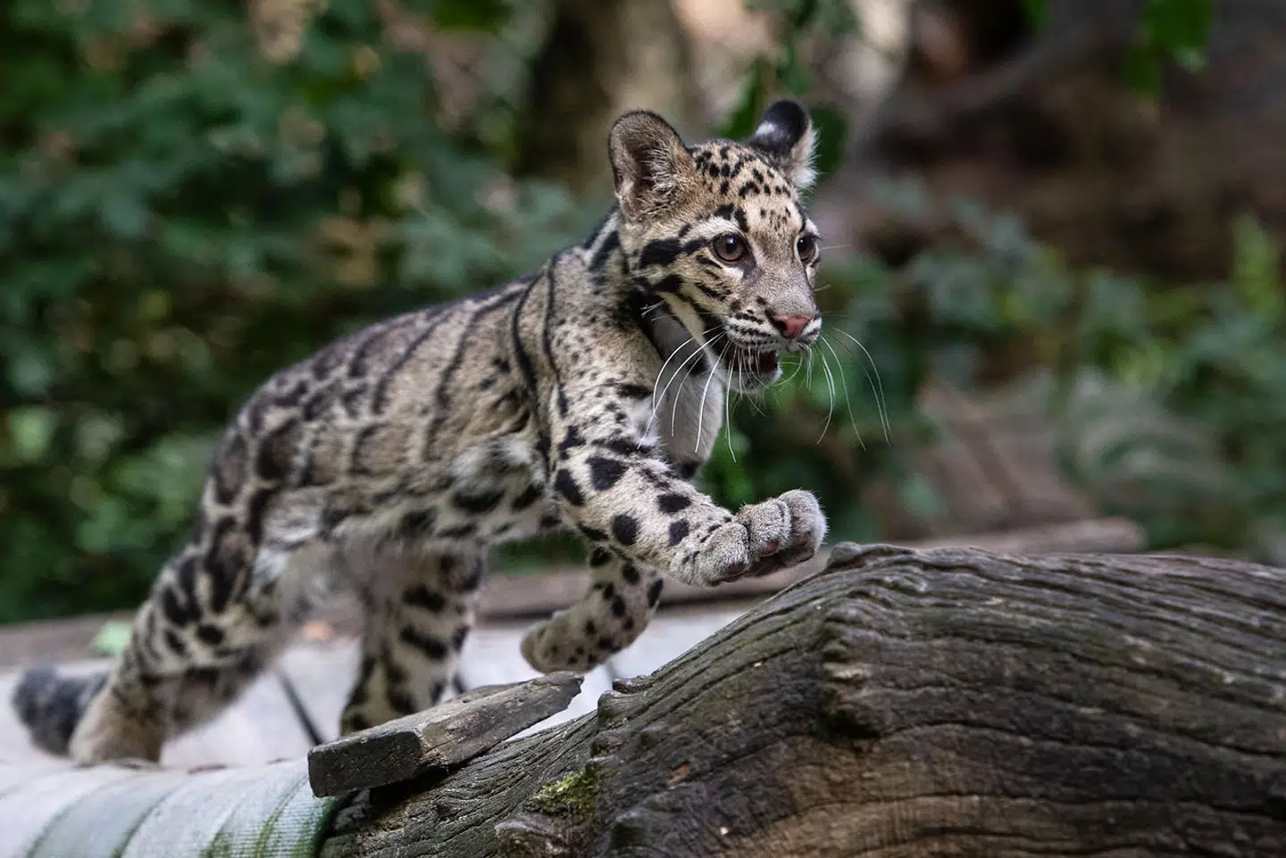 Leopardunge i den zoologiske have i Mulhouse i det østlige Frankrig.