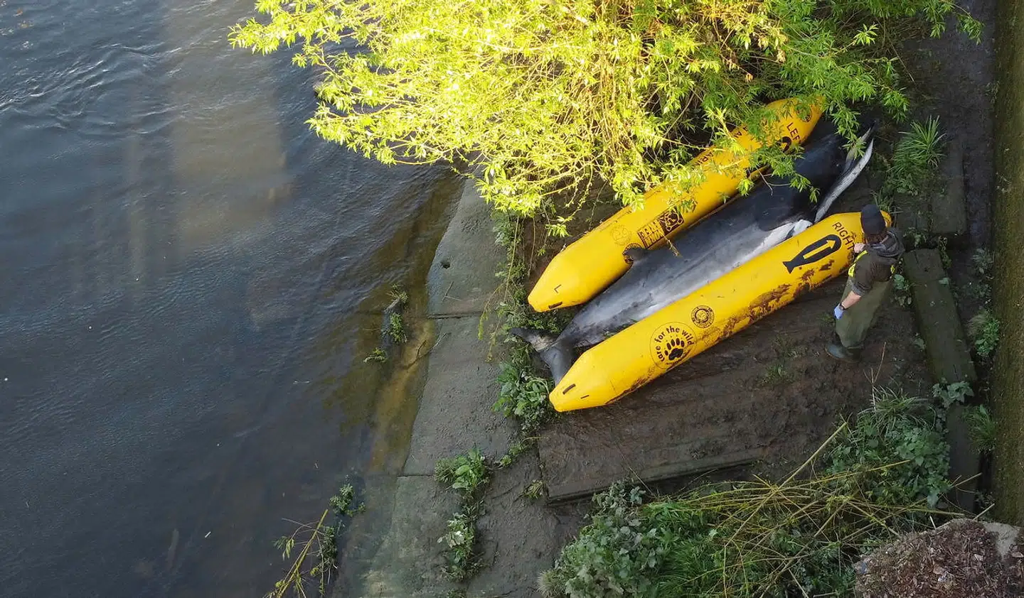 Her ligger den døde vågehval, og venter på at blive slæbt på fra floden Themsen.