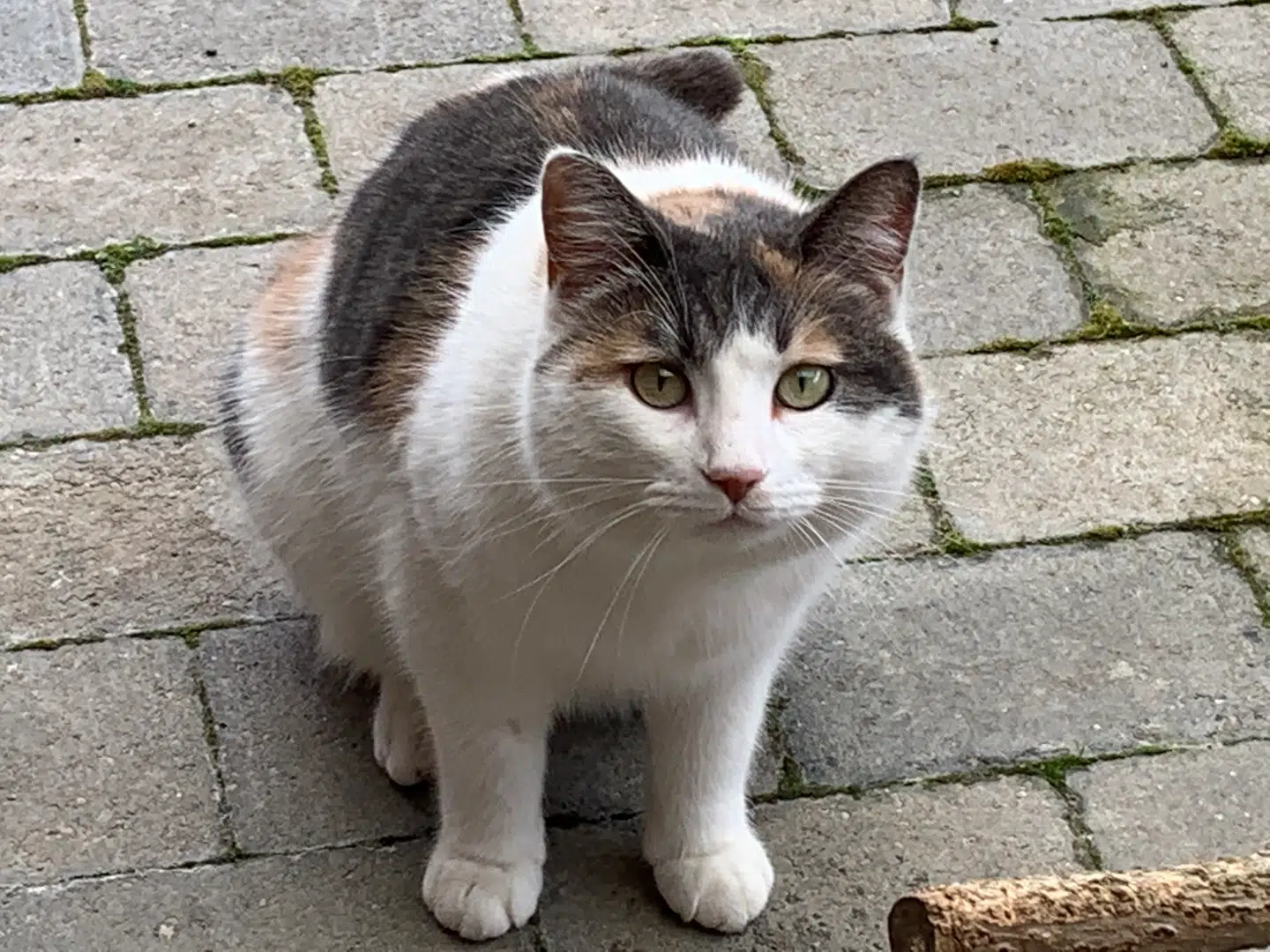 Den tre år gamle hunkat Ingrid (foto) er blevet indleveret til Inges Kattehjems internat i Odense af ejeren selv og efter aftale. Men mange katteejere tager ikke ansvar nok og øremærker ikke deres eget dyr. Foto: Jens Anton Havskov