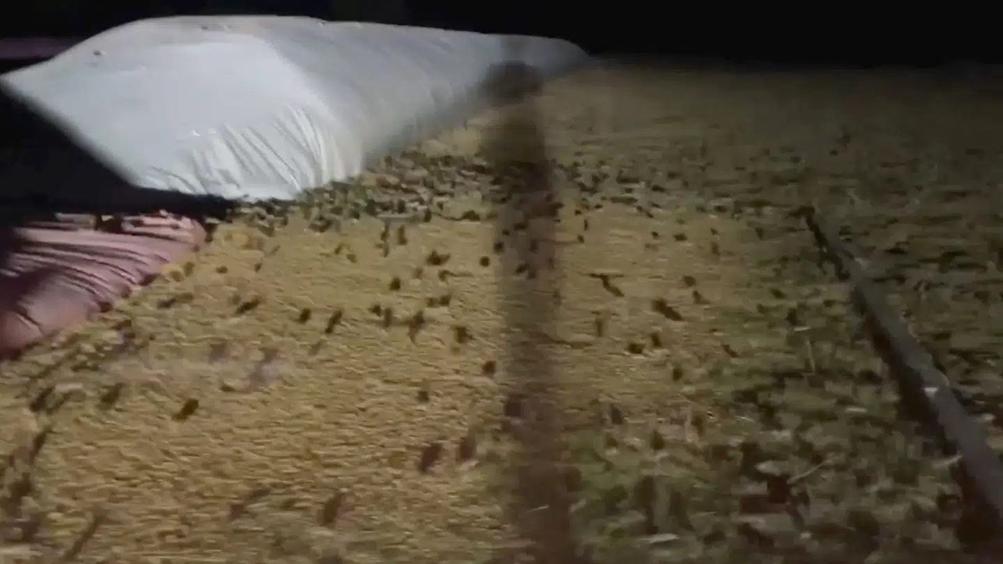 Mice run away on a farm in Gilgandra, New South Wales, Australia March 12, 2021 in this still image obtained from a social media video. MELANIE MOERIS/via REUTERS THIS IMAGE HAS BEEN SUPPLIED BY A THIRD PARTY. MANDATORY CREDIT.NO RESALES.NO ARCHIVES.