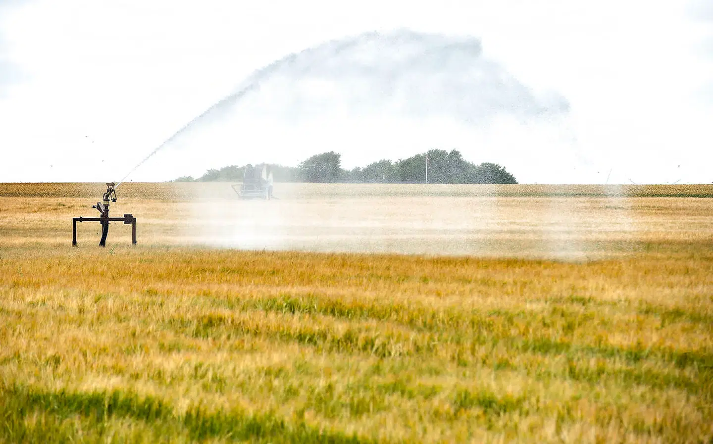 Et vandingsanlæg vander en udtørret kornmark nær Serritslev i Vendsyssel, torsdag 5. juli 2018. Det varme og tørre sommervejr skaber tørke i dansk landbrug. Selv hvis der skulle komme regn nu, er skaden sket for årets høst. Partiet Venstre overvejer at fremrykke landbrugsstøtte. Det skriver Ritzau, torsdag den 5. juli 2018.. (Foto: Henning Bagger/Ritzau Scanpix)