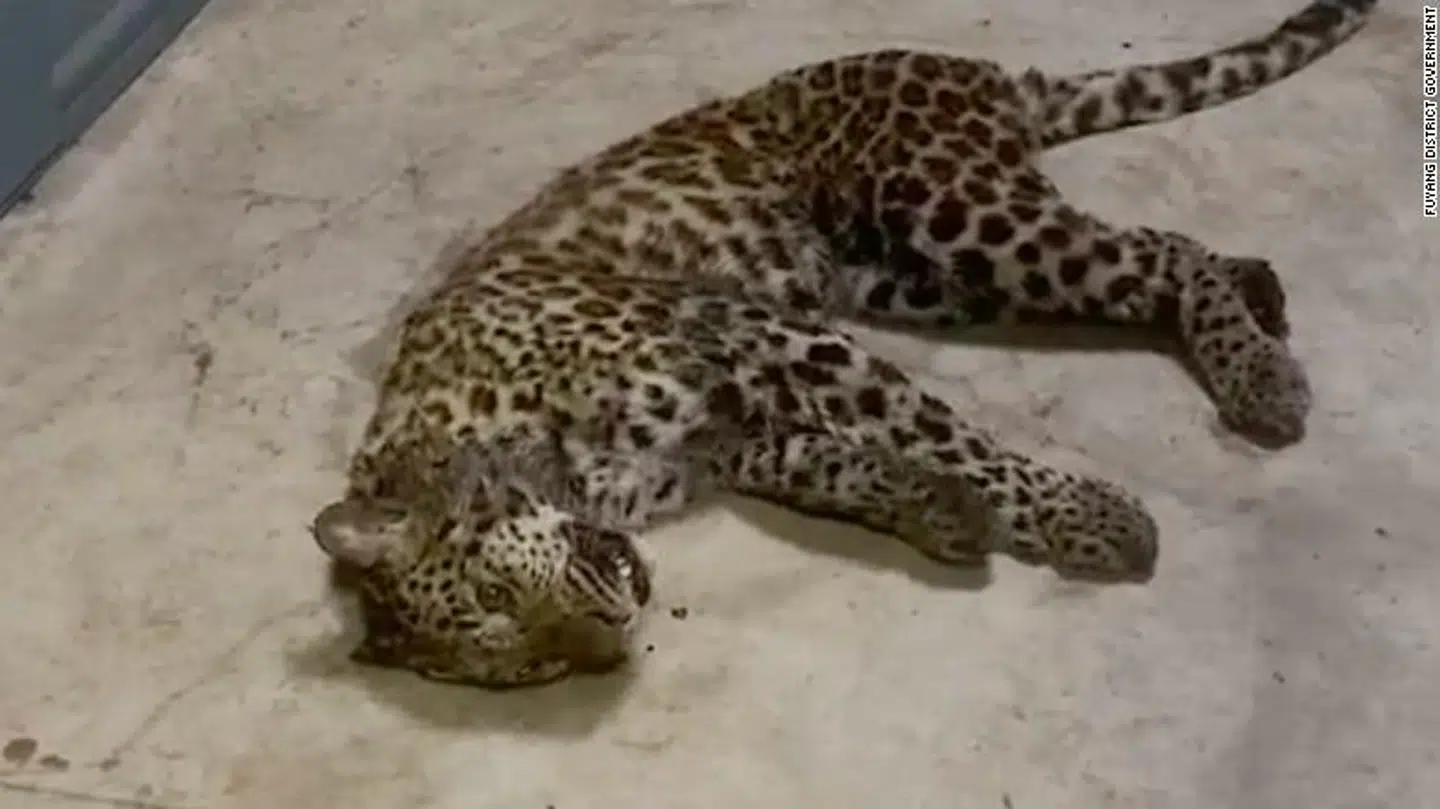Denne delvist bedøvede leopard blev fanget den 8. maj efter at have undsluppet en uge tidligere fra en safaripark i Hangzhou, Kina. Foto: CNN