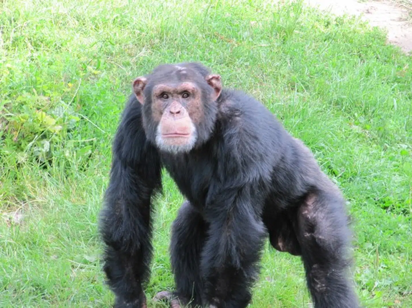 Chimpansen Ricardo, der døde i 2017.
