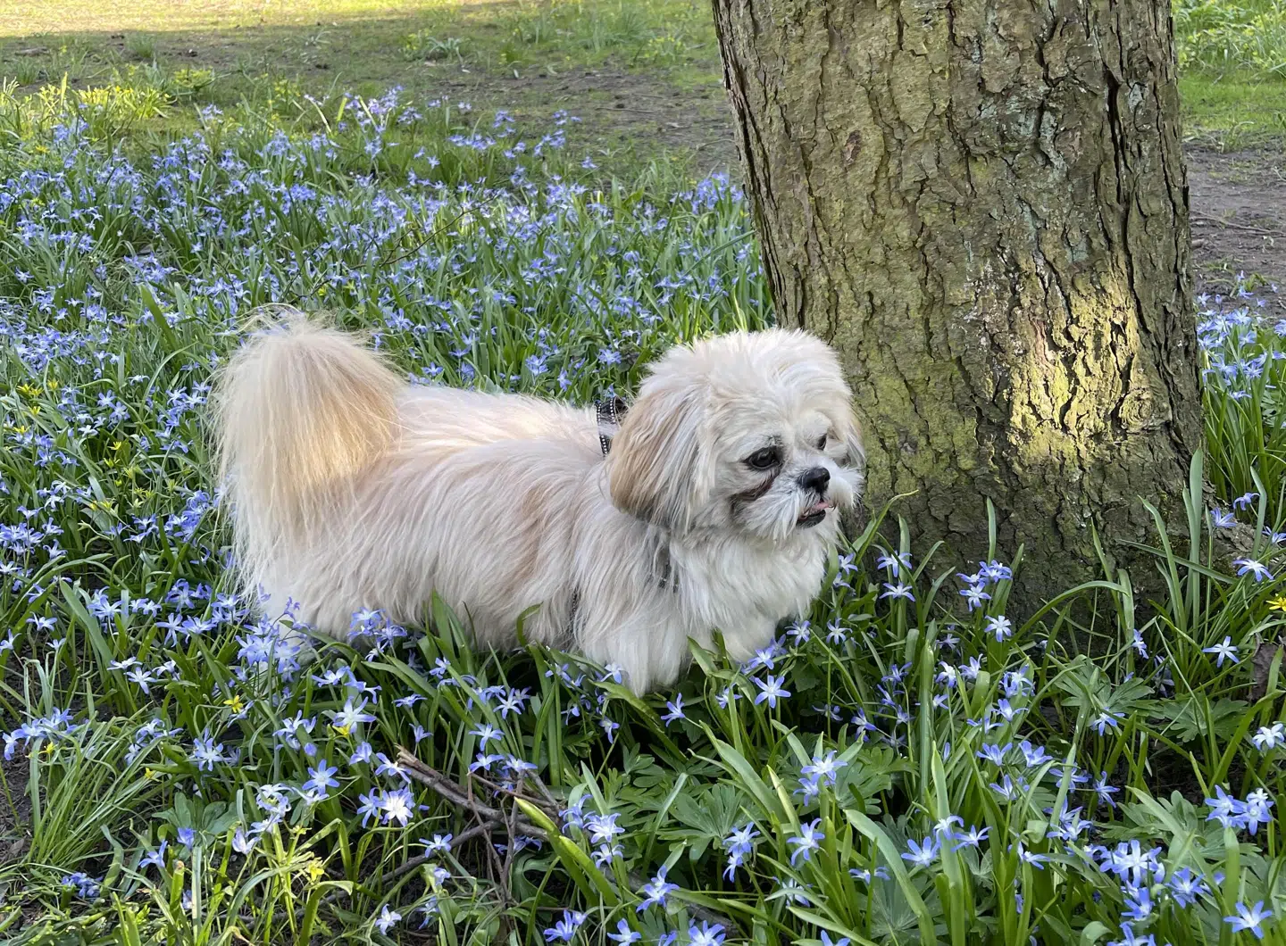 Hunden Lucky inden det voldsomme overfald.