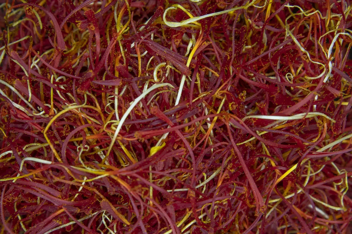 Trevler fra safrankrokus. Det er verdens dyreste krydderi, og det forsøgte kriminelle i Spanien at udnytte ved at tilføje urter og kemikalier. Den falske safran gav dem store millionindtægter, som de hvidvaskede i EU. Dar Yasin/Ritzau Scanpix