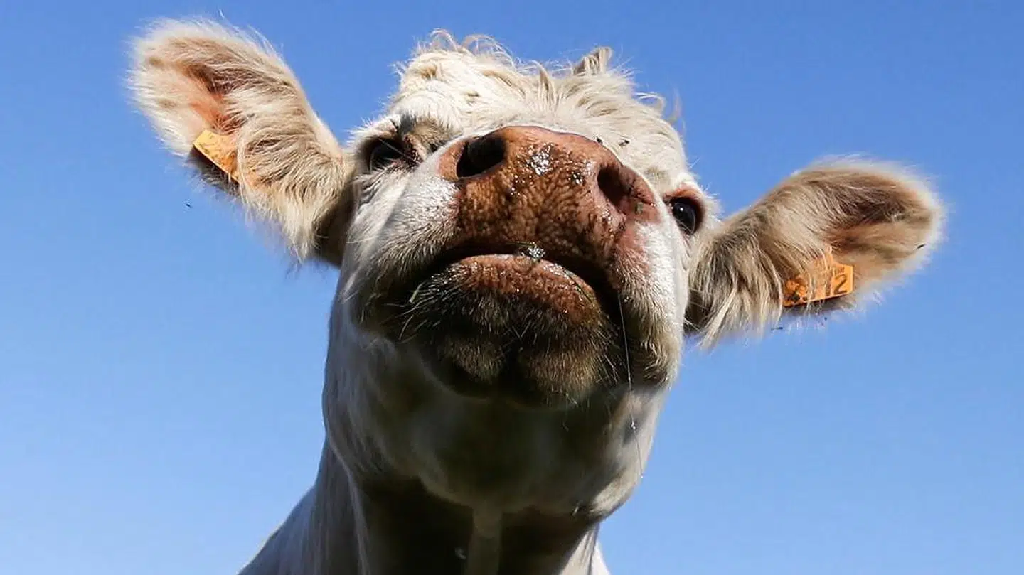 En 14 måneder gammel ungtyr er sluppet ud af indhegningen hos Moesgaard Museum. Tyren forventes først fundet om et par dage.