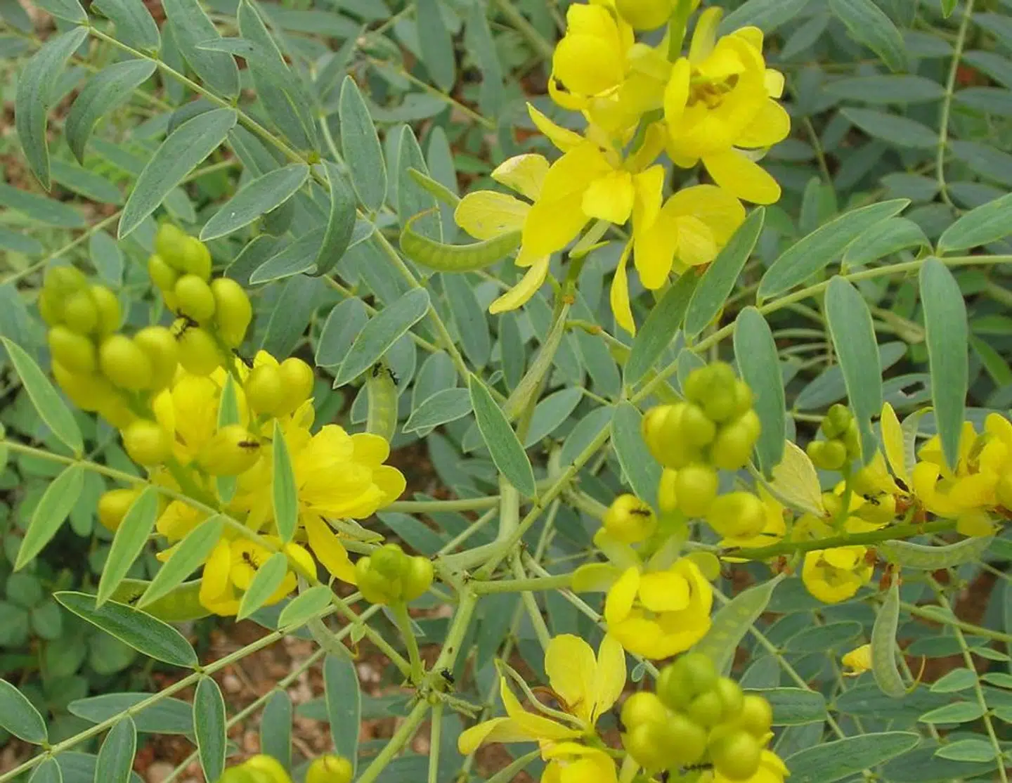 Te baseret på sennes virker afførende.