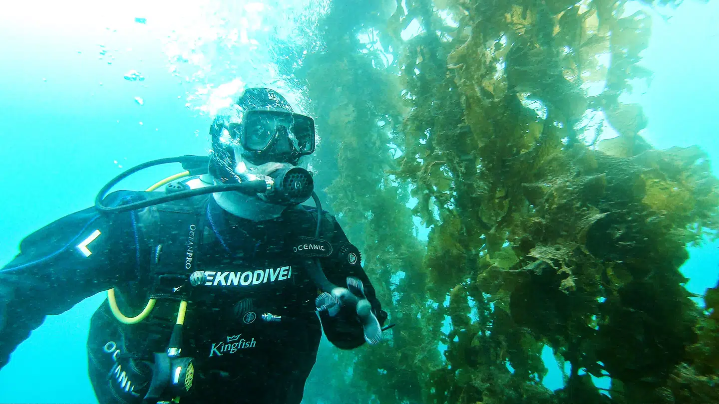 På Færøerne dykker Kronprinsen i en af Europas største tangskove.