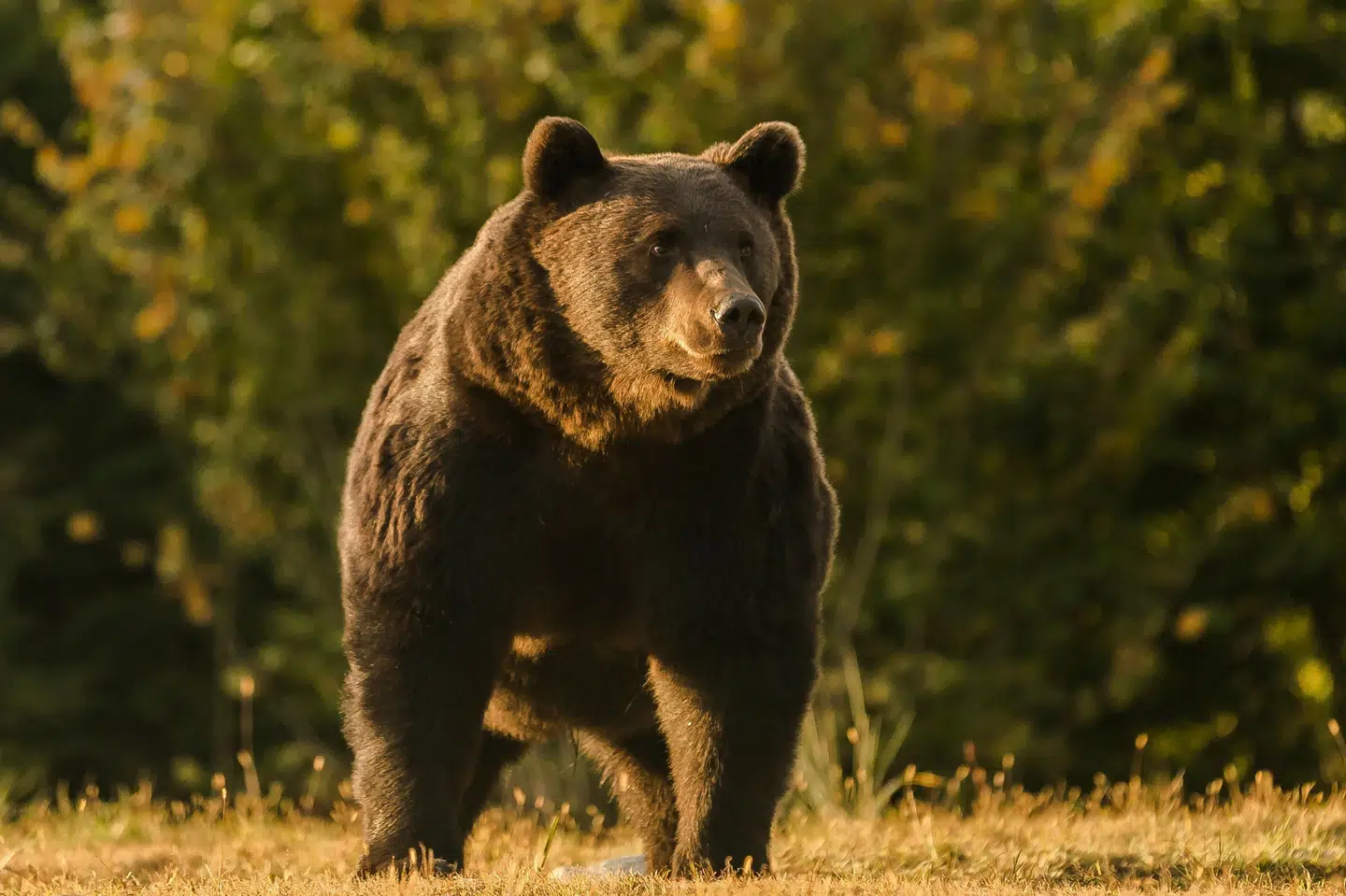 Den private miljøgruppe Agent Green har offentliggjort dette foto af den dræbte bjørn Arthur, som var 17 år og den største, som er set i Rumænien. Den skal være blevet skudt ulovligt af en prins fra Liechtenstein. -/Ritzau Scanpix