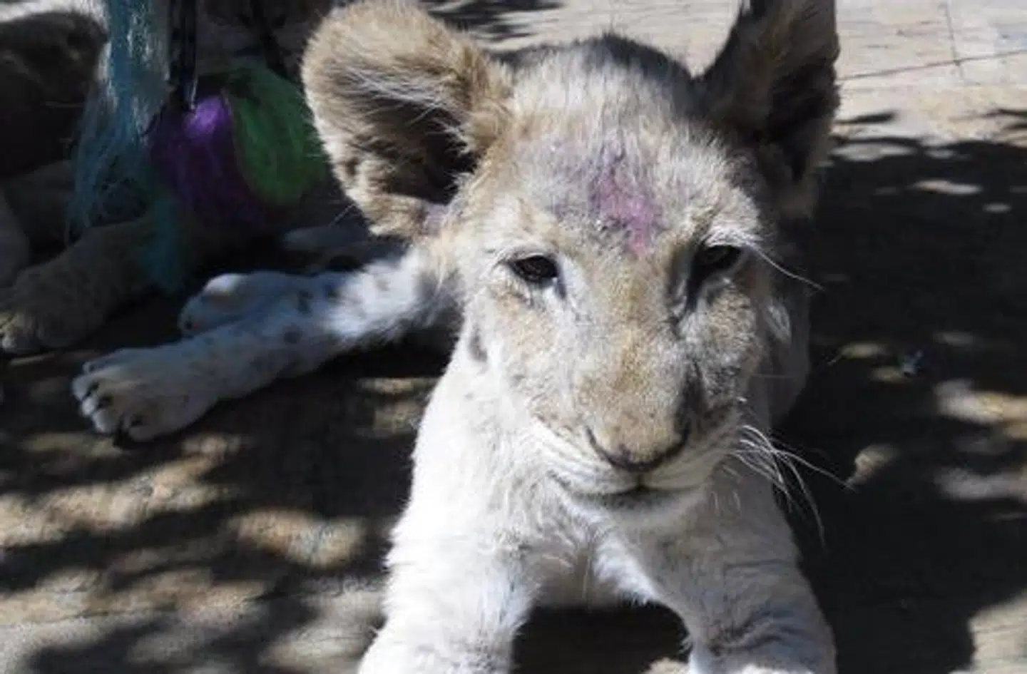 En løveunge på en løvefarm i Sydafrika.