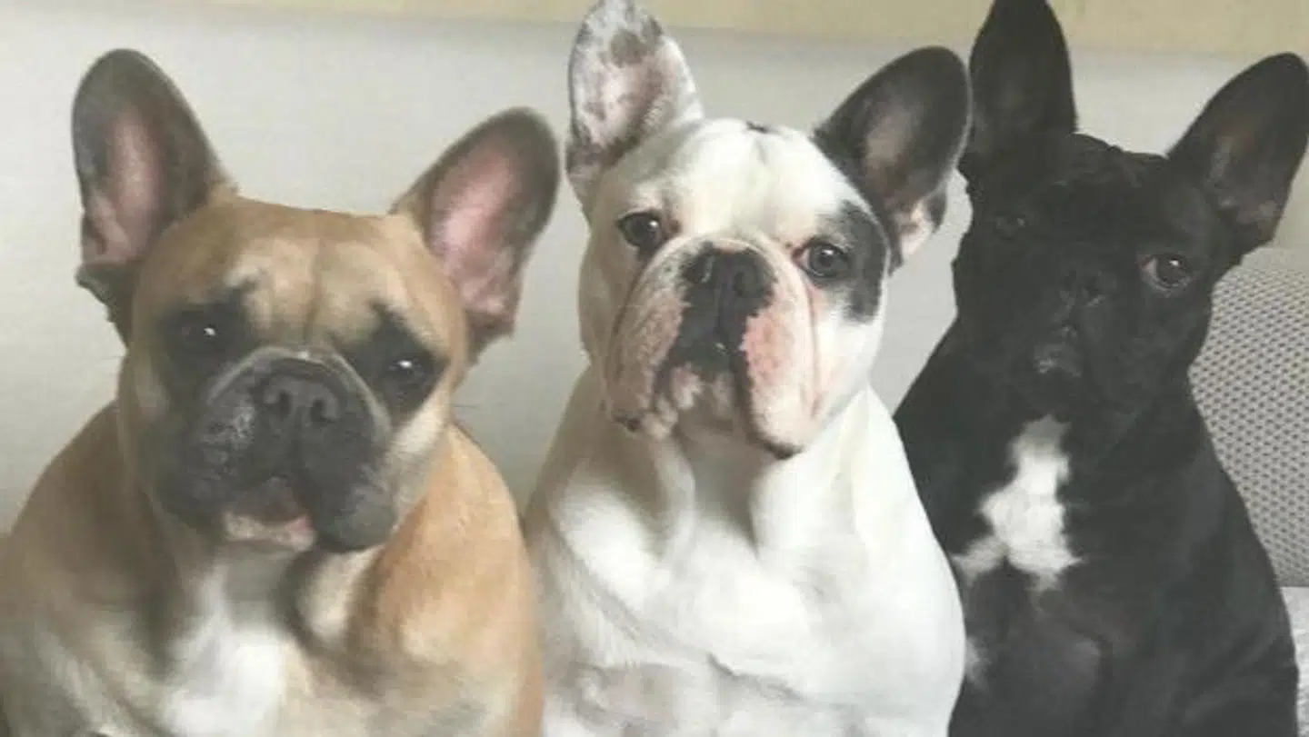 Lady Gagas franske bulldogs. (Foto: Instagram)