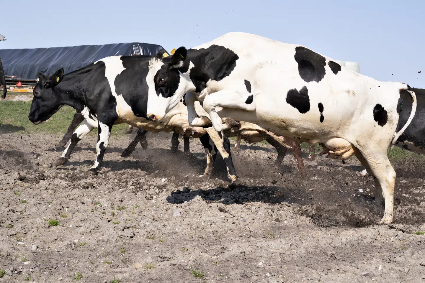 Et grønt regeringsudspil på landbrugsområdet møder heftig kritik fra støttepartier, men forsker mener, at det har den rette balance. (Arkivfoto) Henning Bagger/Ritzau Scanpix