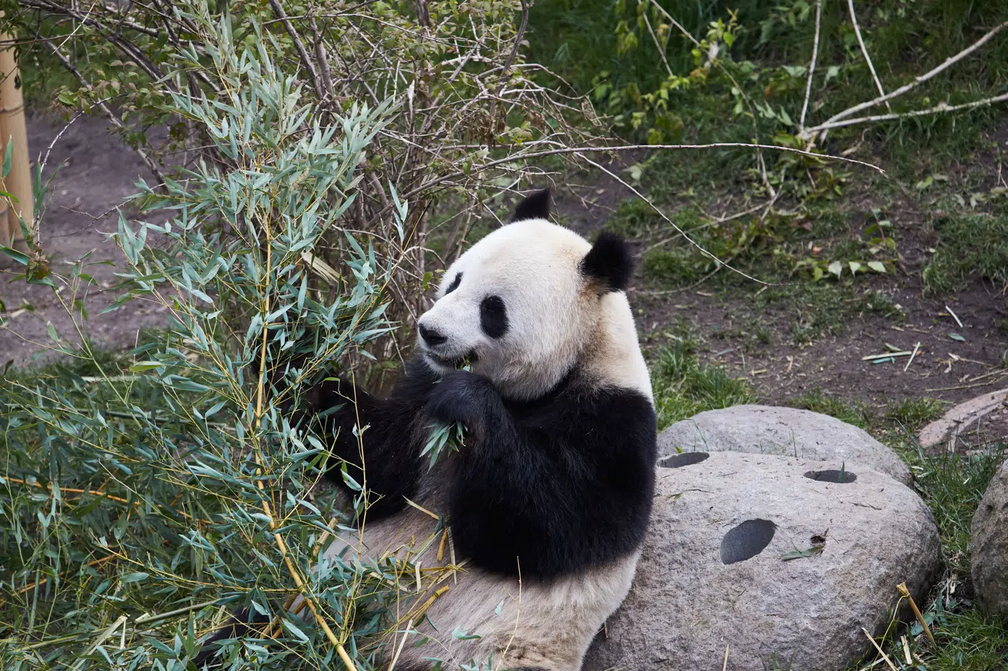 København Zoo har opgivet at få de to lånte pandaer til at parre sig i år. Hanpandaen, Xing Er, var mere optaget af at spise bambus end at forplante sig, siger zoologisk direktør ved København Zoo Mads Bertelsen. (Arkivfoto) Thibault Savary/Ritzau Scanpix