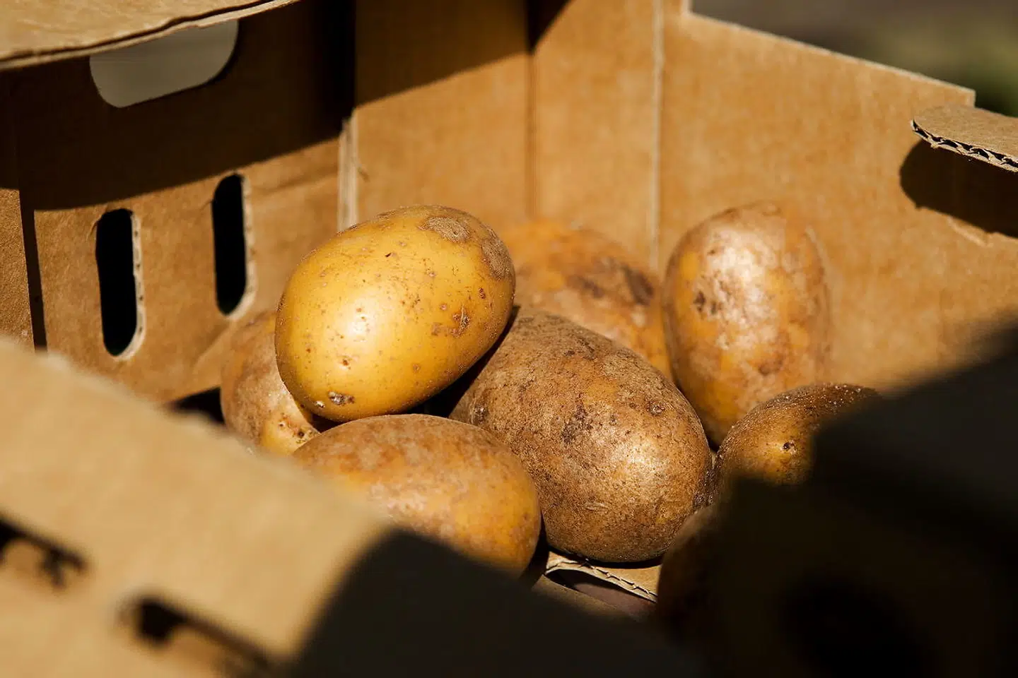 Forår i haven er lig med læggekartofler.