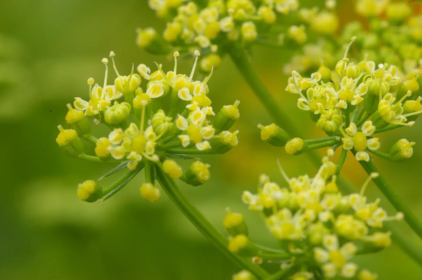 Persillens blomster er dekorative.