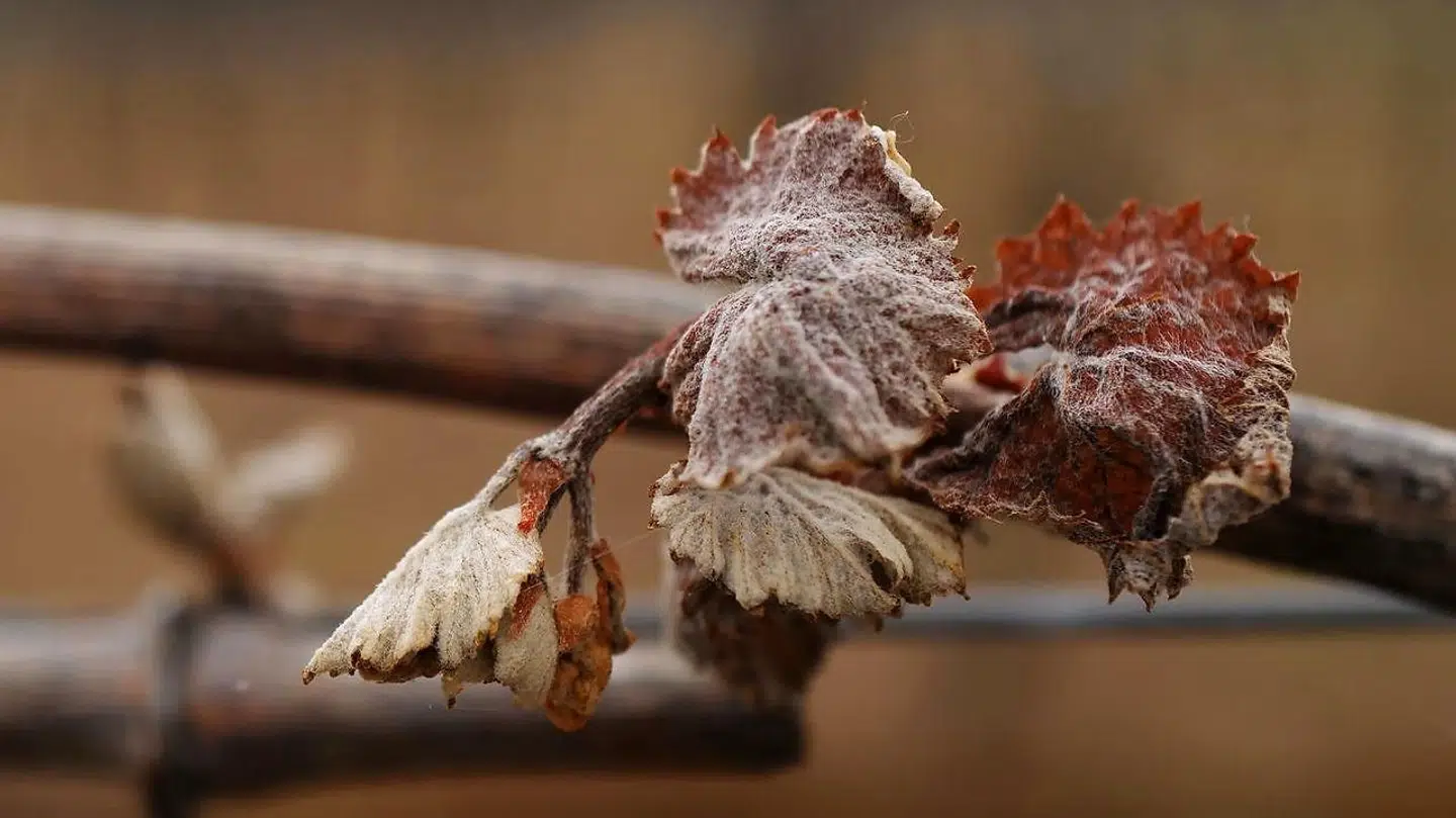 Nogle af de friske skud på vinstokkene er ifølge de franske vinbønder blevet knastørre og porøse som følge frosten i begyndelsen af april.