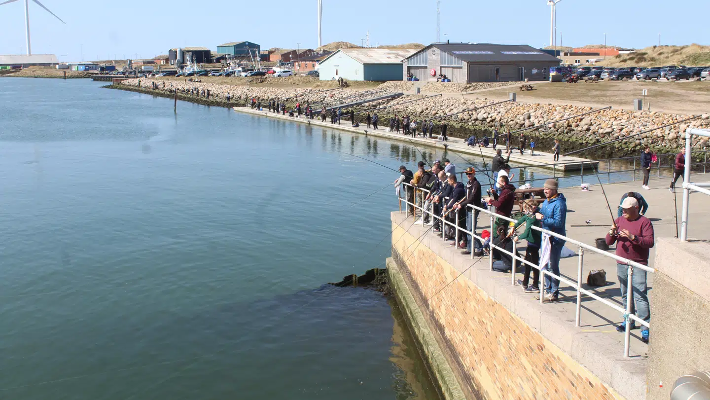 Nedlukningen har fået langt flere danskere til at købe et lystfiskertegn. Her ses fiskeglade danskere på havnen i Hvide Sande, hvor de fisker efter sild. Billedet er indsendt af én af B.T.s læsere. Foto: Ole Sørensen
