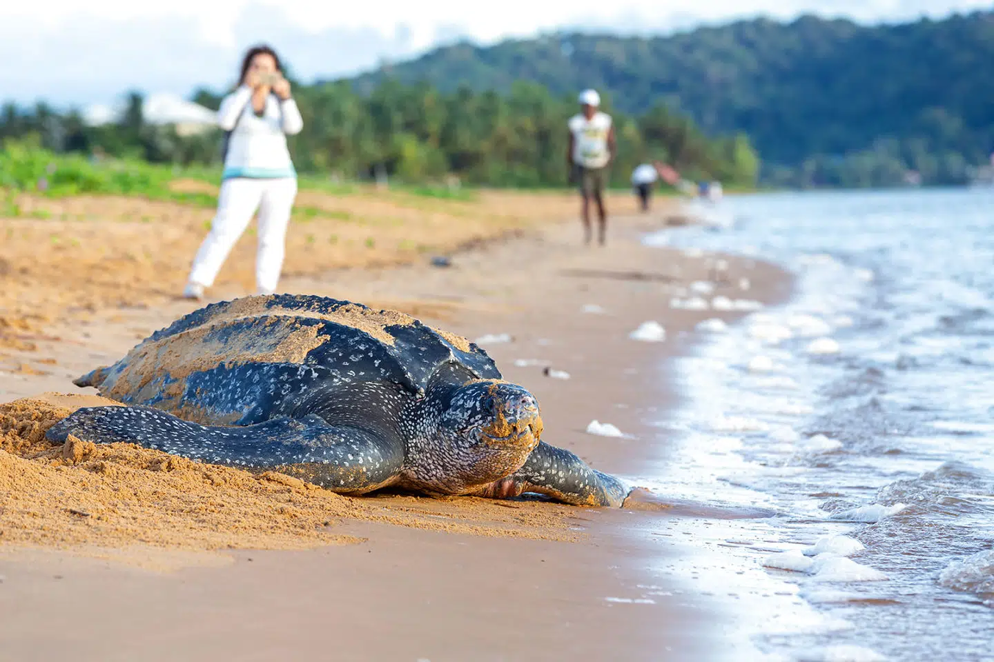 Havlæderskildpadde på vej ud i havet efter æglægning i Fransk Guyana i Sydamerika.