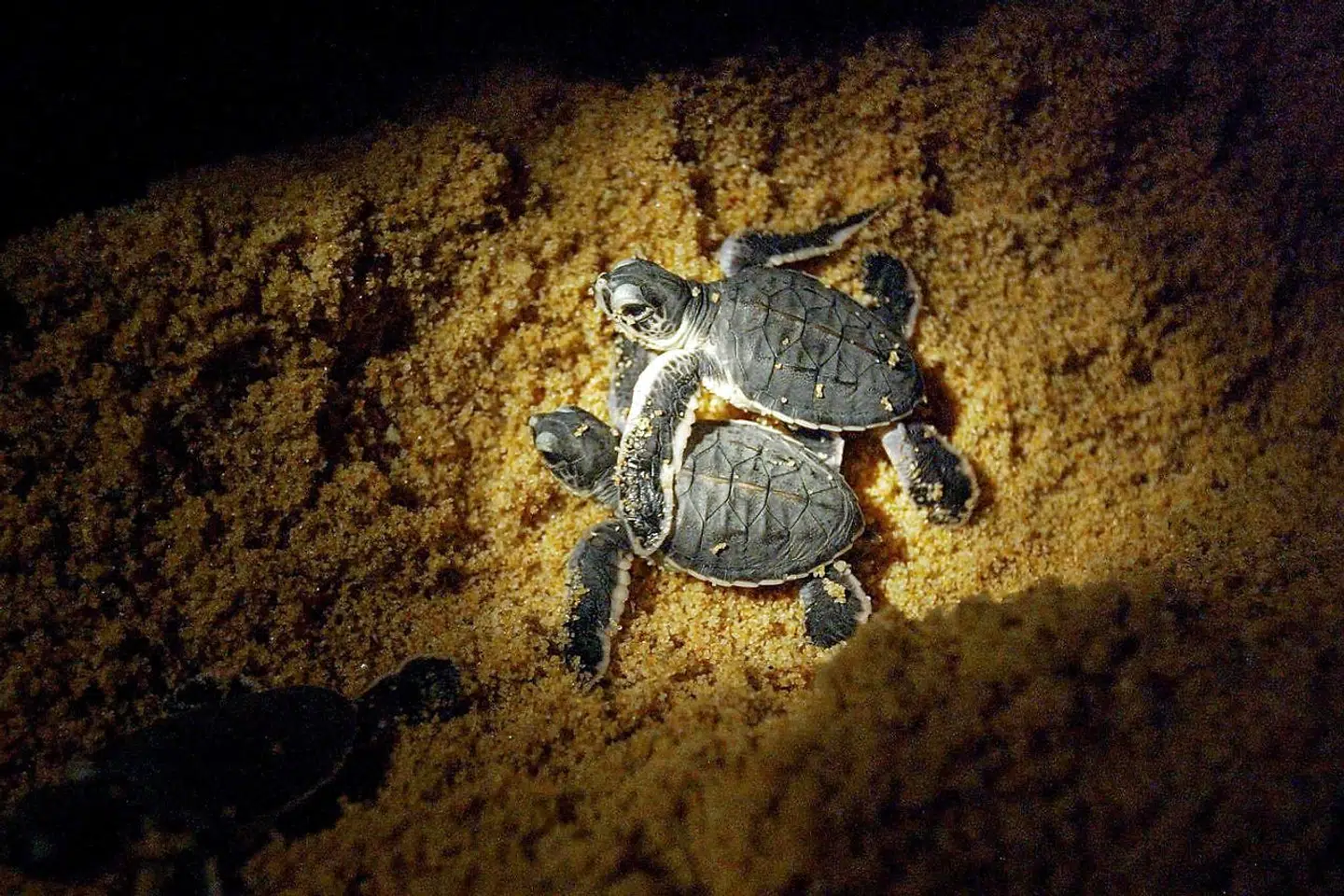 To små havlæderskildpadder kæmper sig vej mod havet.