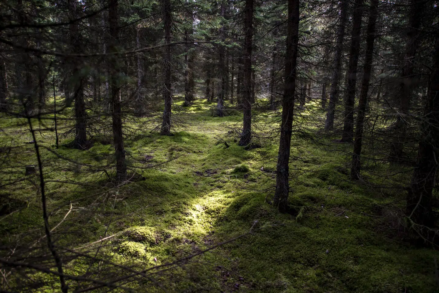 Der skal etableres 15 naturnationalparker, og mens to af dem i forvejen er planlagt til at ligge i Gribskov og Fussingø, skal yderligere tre ligger ved Almindingen, Stråsø og Tranum - sidstnævnte kan ses på billedet. Henning Bagger/Ritzau Scanpix