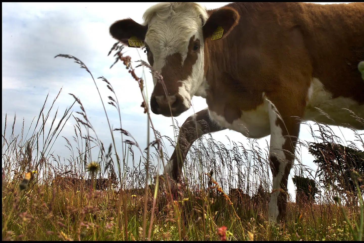 Skovkvæg, der afgræsser arealer i Mols Bjerge. Morten Juhl/Ritzau Scanpix