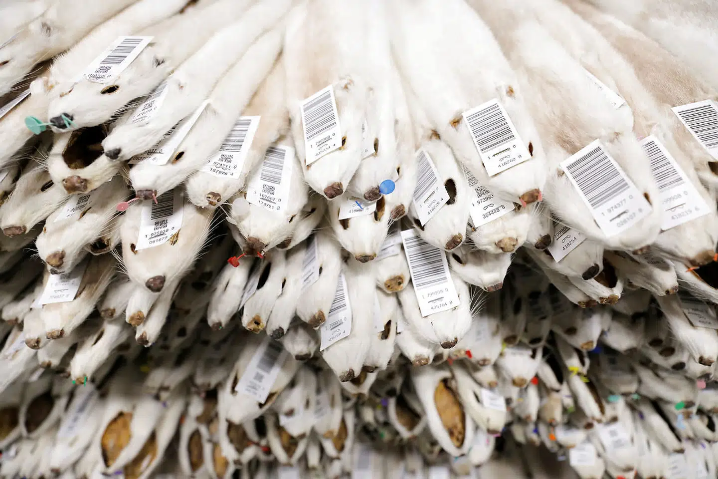 Labeled mink pelts are seen in storage at Kopenhagen Fur during the outbreak of the coronavirus disease (COVID-19) in Glostrup, Denmark, December 7, 2020. Picture taken December 7, 2020. REUTERS/Andrew Kelly