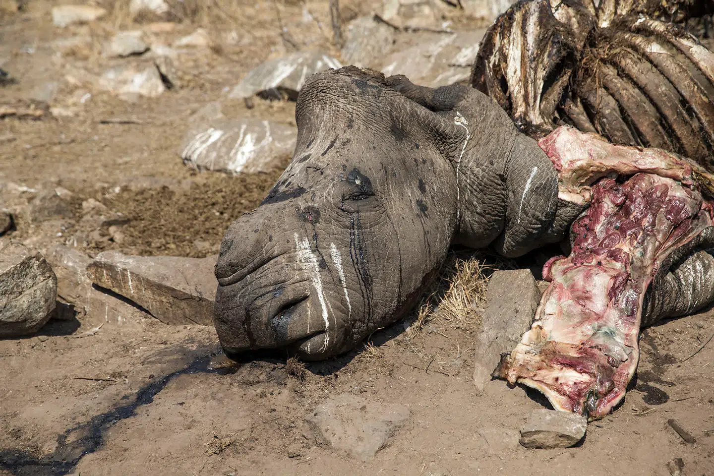 Et arkivfoto fra the Kruger National Park, hvor krybskytter har dræbt et næsehorn for dens kostbare horn, mens andre vilde dyr har taget sig af resterne. (Arkivfoto)