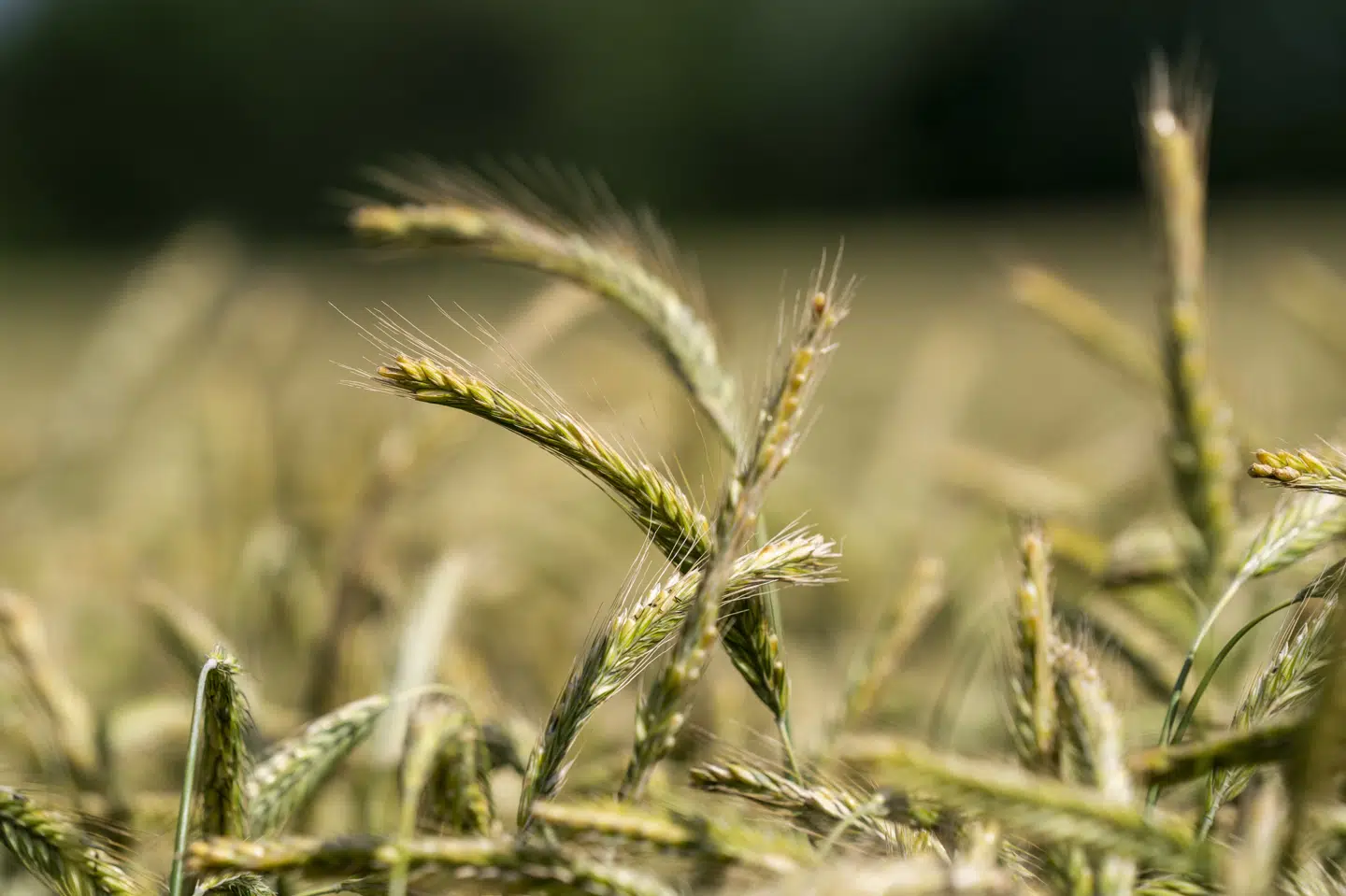 Korn og kartofler er guf for biller. Nu har forskere fra Københavns Universitet fundet en metode, der kan gøre det af med skadedyrene. Uden brug af sprøjtemidler, og uden at andre nyttige insektarter går tabt. (Arkivfoto). Ida Marie Odgaard/Ritzau Scanpix