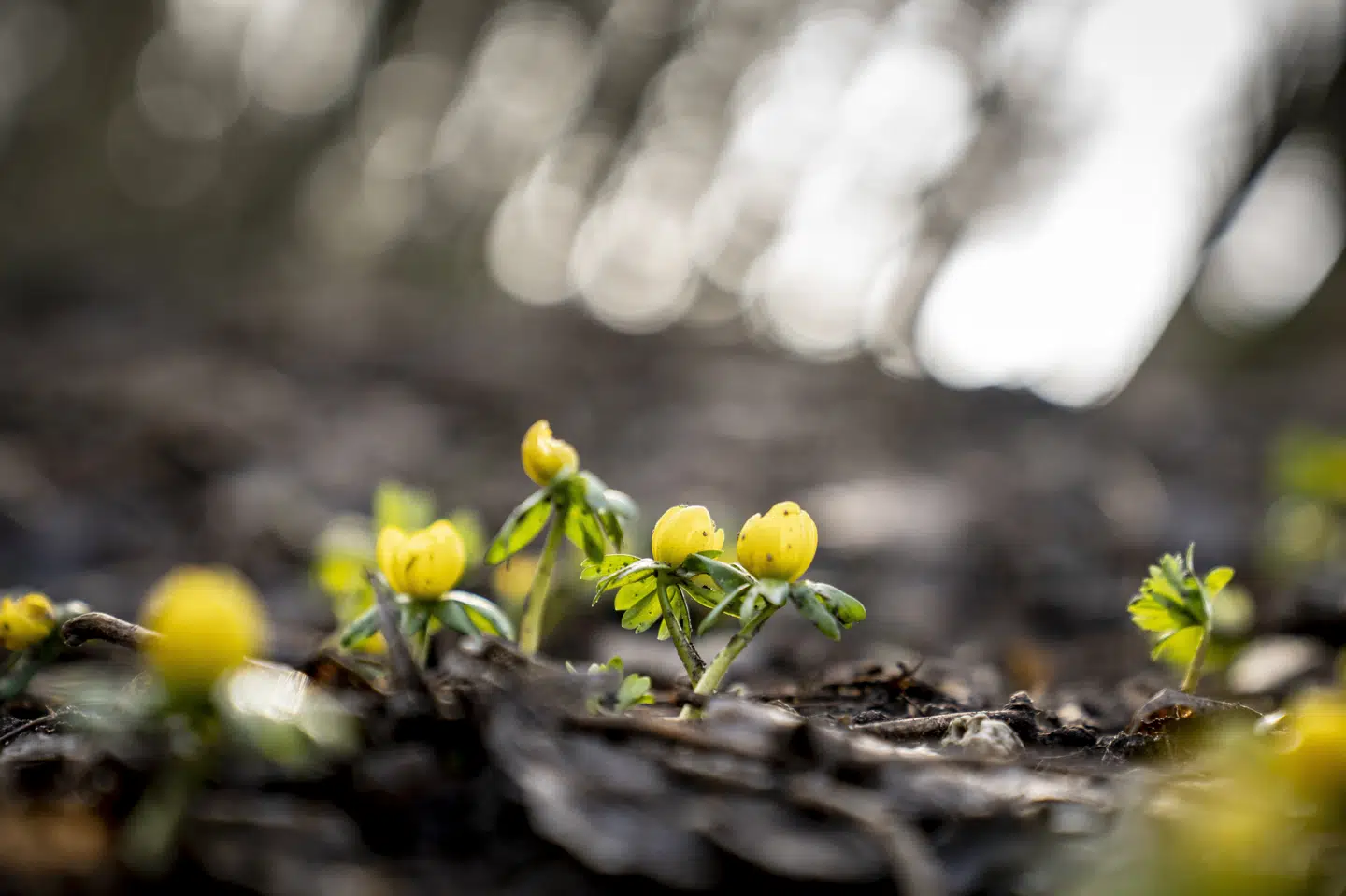 Weekenden ser ud til at byde på masser af sol, mens forårsvarmen får fat i slutningen af weekenden, siger DMI. (Arkivfoto) Mads Claus Rasmussen/Ritzau Scanpix