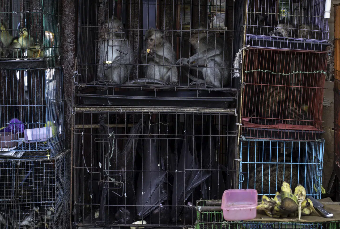 Vilde dyr på et marked i Jakarta i Indonesien.