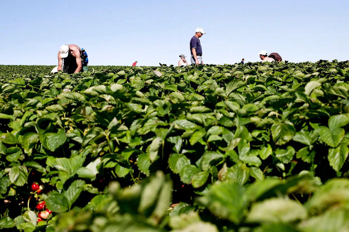 Mange østeuropæere kommer til Danmark og udfører manuelt arbejde i landbruget i en sommer sæson. Det kan f.eks. være som jordbærplukkere (Foto: Bax Lindhardt/Ritzau Scanpix)
